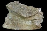 Edmontosaurus (Duck-Billed Dinosaur) Jaw Section #87938-1